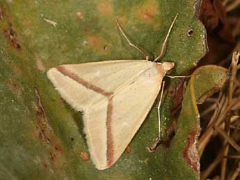 Casilda consecraria Stgr adulte - �Daniel Morel