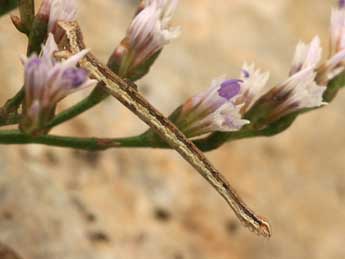  Chenille de Casilda consecraria Stgr - �Daniel Morel