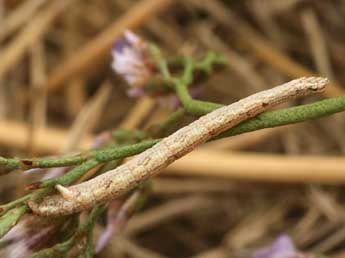  Chenille de Casilda consecraria Stgr - �Daniel Morel