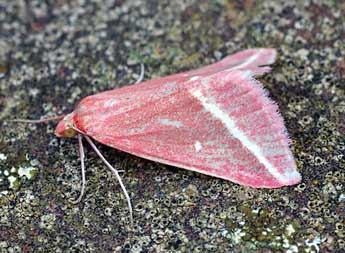 Casilda consecraria Stgr adulte - �David Demerges