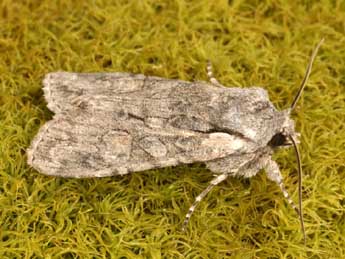 Lithophane consocia Bkh. adulte - �Daniel Morel