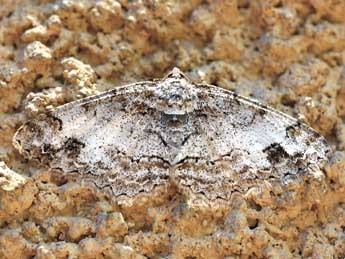 Paradarisa consonaria Hb. adulte - �Daniel Morel