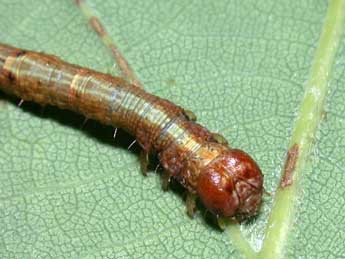  Chenille de Paradarisa consonaria Hb. - �Philippe Mothiron