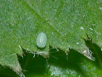  Oeuf de Paradarisa consonaria Hb. - �Philippe Mothiron