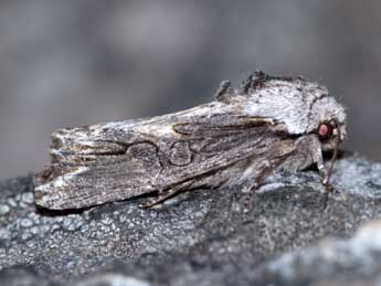 Egira conspicillaris L. adulte - �J�r�me Barbut