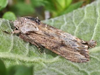 Egira conspicillaris L. adulte - �Philippe Mothiron