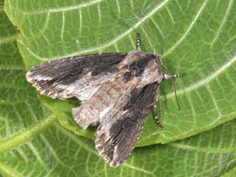 Egira conspicillaris L. adulte - �Philippe Mothiron