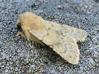 Dichagyris constanti Mill. adulte - �Daniel Morel