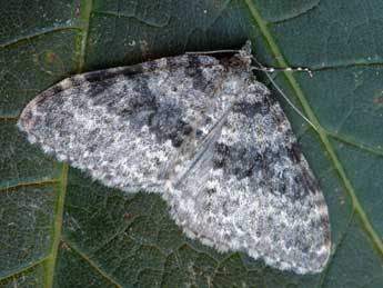 Entephria contestata Vorbrodt adulte - �Daniel Morel