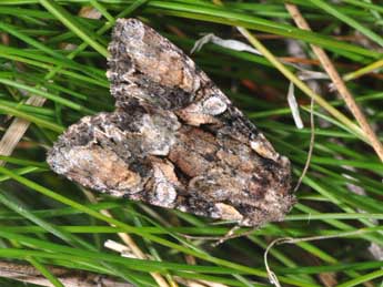 Lacanobia contigua D. & S. adulte - �Philippe Mothiron