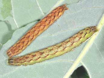  Chenille de Lacanobia contigua D. & S. - �Philippe Mothiron