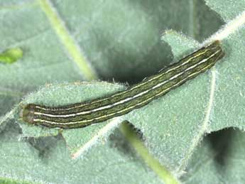  Chenille de Lacanobia contigua D. & S. - �Philippe Mothiron