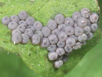  Oeuf de Lacanobia contigua D. & S. - �Philippe Mothiron