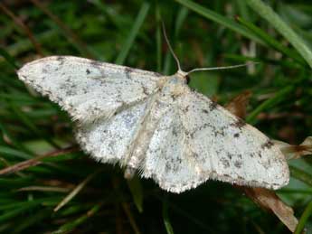 Idaea contiguaria Hb. adulte - �Philippe Mothiron
