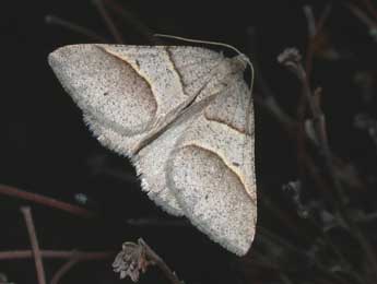 Perigune convergata Vill. adulte - �Philippe Mothiron