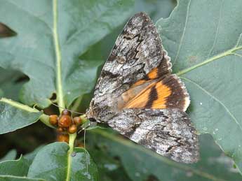 Catocala conversa Esp. adulte - �David Demerges