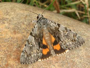 Catocala conversa Esp. adulte - �Daniel Morel