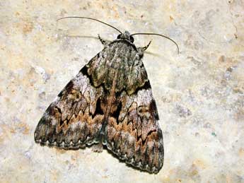 Catocala conversa Esp. adulte - �Philippe Mothiron