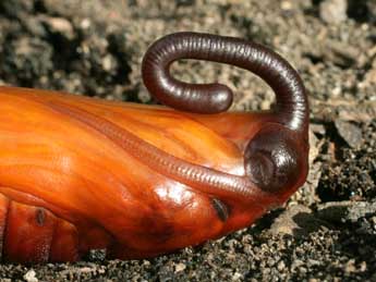  Chrysalide de Agrius convolvuli L. - �Serge Wambeke