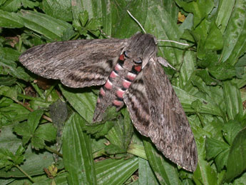 Agrius convolvuli L. adulte - �Philippe Mothiron