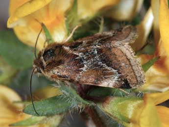 Periphanes cora Ev. adulte - �Daniel Morel