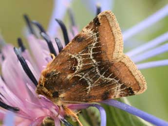 Periphanes cora Ev. adulte - �Daniel Morel