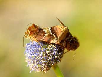 Periphanes cora Ev. adulte - �David Demerges