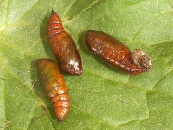  Chrysalide de Periphanes cora Ev. - �Daniel Morel