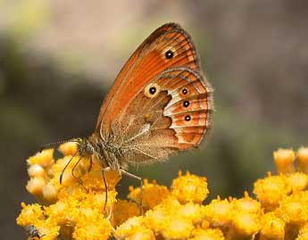 Coenonympha corinna Hb. adulte - �Philippe Mothiron