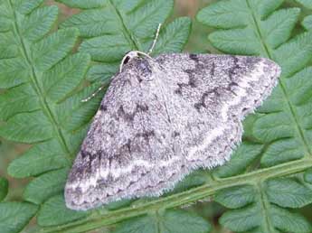 Pseudoterpna coronillaria Hb. adulte - �Ma�l Garrin