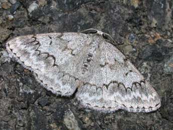 Pseudoterpna coronillaria Hb. adulte - �Philippe Mothiron