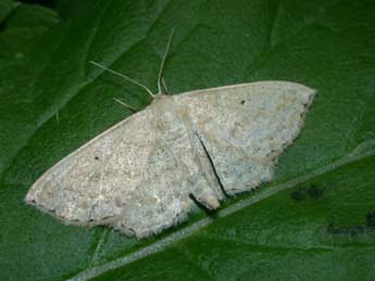 Scopula corrivalaria Kretsch. adulte - �Philippe Mothiron