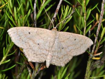 Scopula corrivalaria Kretsch. adulte - �Philippe Mothiron