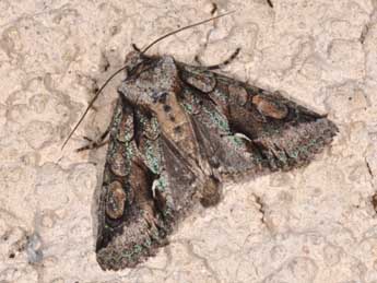 Allophyes corsica Spl. adulte - �Philippe Mothiron