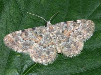 Charissa corsica Obth. adulte - �Philippe Mothiron