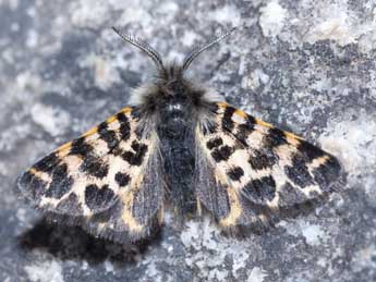 Ocnogyna corsica Rbr adulte - �J�r�me Barbut