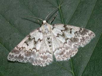 Pseudoterpna corsicaria Rbr adulte - �Philippe Mothiron