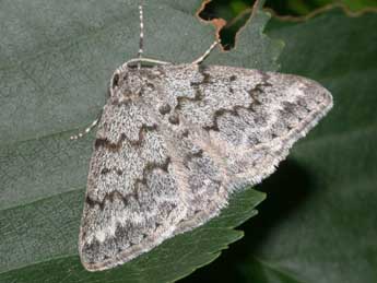 Pseudoterpna corsicaria Rbr adulte - �Philippe Mothiron