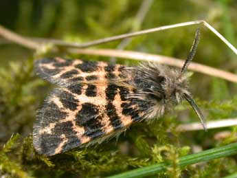 Ocnogyna corsica Rbr adulte - �Philippe Mothiron