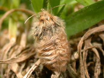 Ocnogyna corsica Rbr adulte - �Philippe Mothiron