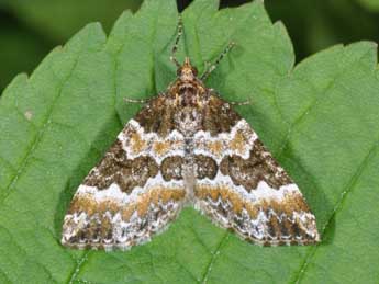 Electrophaes corylata Thnbg adulte - �Philippe Mothiron