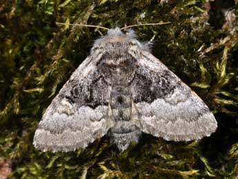 Colocasia coryli L. adulte - �Philippe Mothiron