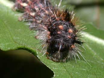  Chenille de Colocasia coryli L. - �Philippe Mothiron