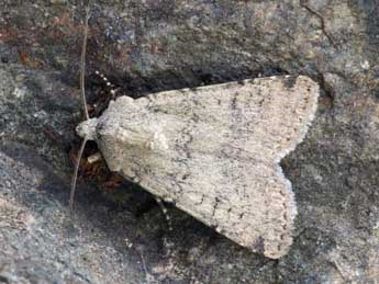 Euxoa cos Hb. adulte - �Daniel Morel