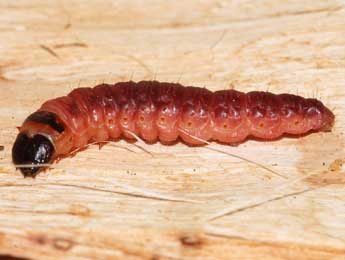 ©St�phane Grenier