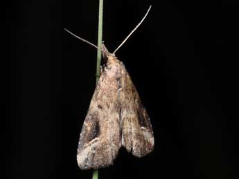 Schrankia costaestrigalis Stph. adulte - �Philippe Mothiron