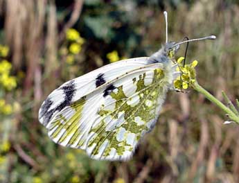 Euchloe crameri Butler adulte - �Jean-Pierre Arnaud