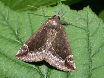 Hypena crassalis F. adulte - �Philippe Mothiron