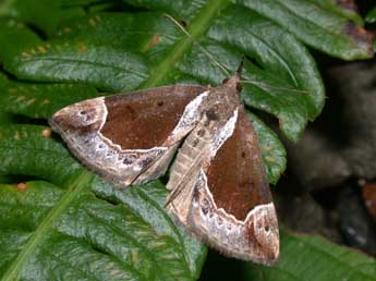 Hypena crassalis F. adulte - �Philippe Mothiron