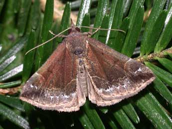 Hypena crassalis F. adulte - �Philippe Mothiron